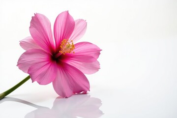 Fototapeta premium Isolated flower on white background with subtle reflection, botanical, isolated, petal