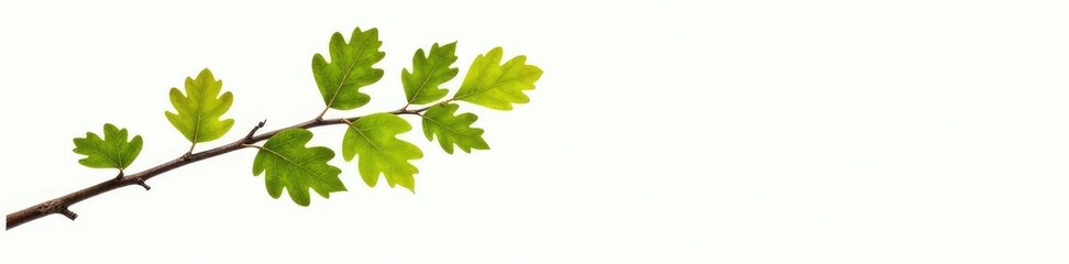 Fototapeta premium Oak branch with few leaves isolated on white background, oak leaf, trees