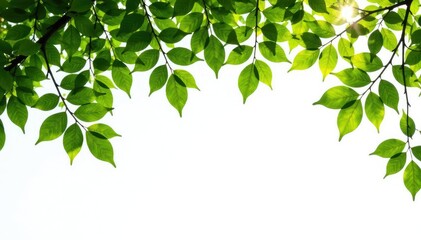 Obraz premium Thick branches with leaves isolated against a pure white background, forest, isolation, nature