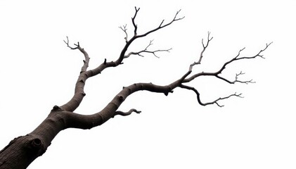 Twisted and gnarled branch on white background, ruggedness, irregularity