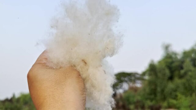 Human hand gently releases fluffy white kapok fibers into the air, creating a dreamy scene as the natural cotton-like material floats weightlessly against a soft background.