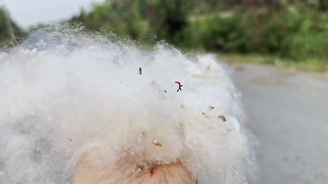Human hand gently releases fluffy white kapok fibers into the air, creating a dreamy scene as the natural cotton-like material floats weightlessly against a soft background.