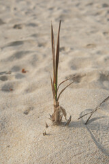 resilient plant grows on sandy beach showcasing nature beauty in summer