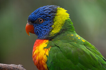 rainbow lorikeet parrot
