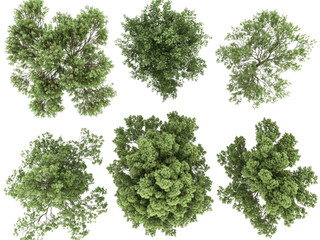 Aerial View of Six Lush Green Trees Canopy From Above  High Resolution 3D Render
