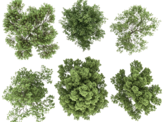 Aerial View of Six Lush Green Trees Canopy From Above  High Resolution 3D Render