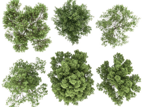 Aerial View of Six Lush Green Trees Canopy From Above  High Resolution 3D Render