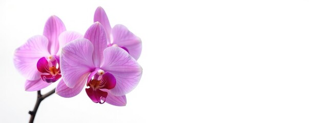 Naklejka premium Exotic orchid blooms against a stark white background, delicate, white background