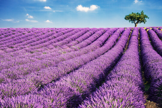 Lavender field in full bloom and tree, Provence, France