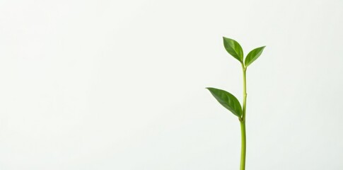 Obraz premium Single stem of a small green plant on white background, , isolated, stem