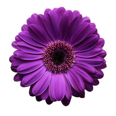 Purple Gerbera, Generated image