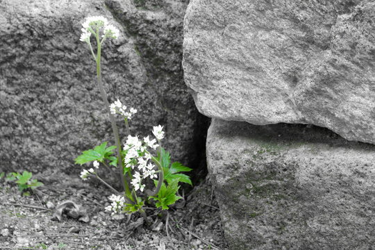 Fragile white blossoms unfurl delicately between weathered grey stones