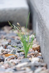 Resilience A Tiny Plant Sprouting Through Stones
