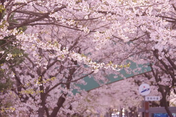 Delicate Pink Blossoms in Springtime Soft Focus Dreamy Atmosphere