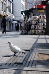 Cityside Dove Urban Bird on Metal Grate Blurred Background