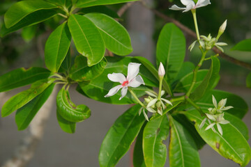 Obraz premium Delicate white flowers bloom among lush green leaves, creating serene and tranquil atmosphere in nature. vibrant foliage complements blossoms beautifully, enhancing overall beauty of scene