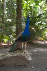majestic peacock stands gracefully on rock, showcasing its stunning iridescent feathers amidst lush...