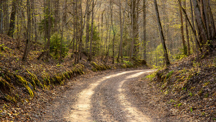 Forest road in wild forest in early spring in April in Nurmizu national park in Latvia