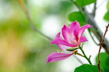 Pink bauhinia flower blooming on tree in natural background