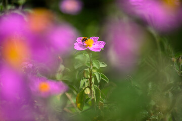 rock rose pink flowers in full bloom at Spring with pollinator insects