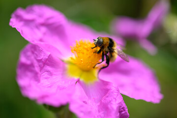 rock rose pink flowers in full bloom at Spring with pollinator insects