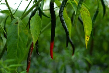 close up of riping chilli peppers hanging on the plant