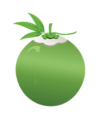 Green Fresh of Coconut Fruit - Vector Illustration