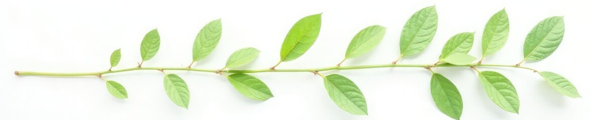 Delicate foliage of a single branch on white background with intricate details, green, natural