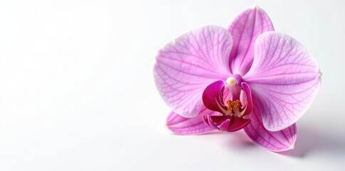 Fototapeta premium Delicate orchid petals unfolded on a pure white background, showcasing intricate details, texture, pure, nature