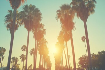 Palm trees avenue at sunset