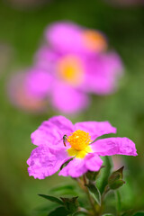 rock rose pink flowers in full bloom at Spring with pollinator insects