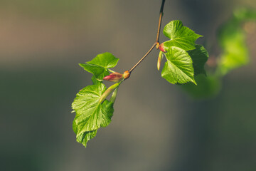 Young Spring Leaves – Close-Up of Fresh Green Growth on Tree Branch