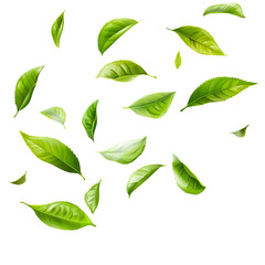 Green tea leaves floating in the air, transparent background 