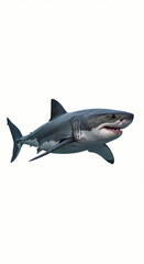 Fototapeta premium Great White Shark Swimming Dangerously Underwater