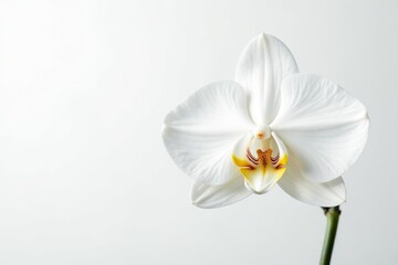 Obraz premium Delicate white orchid blossom on pure white backdrop, beauty, macro