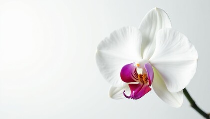 Delicate white orchid blossom on pure white background, closeup, plant
