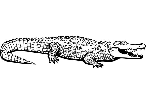 crocodile vector mono color design