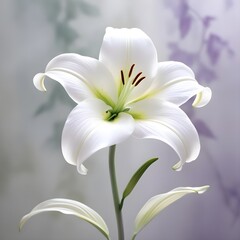 Fototapeta premium white lily flower