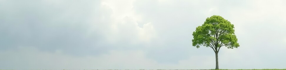 A single tree branch stretches towards the sky against a soft gray cloudy background, serene, nature