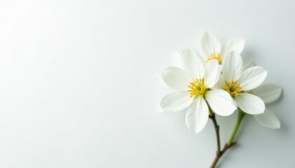 Obraz premium Delicate white flower blossom on pure white backdrop, art, white flower