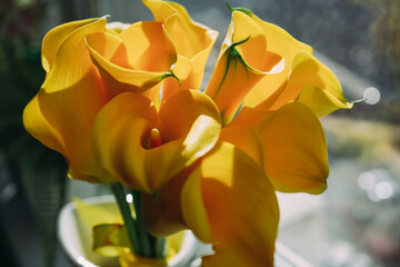 Elegant yellow calla lilies in soft sunlight by a window – perfect for wedding decor, spring and summer floral designs
