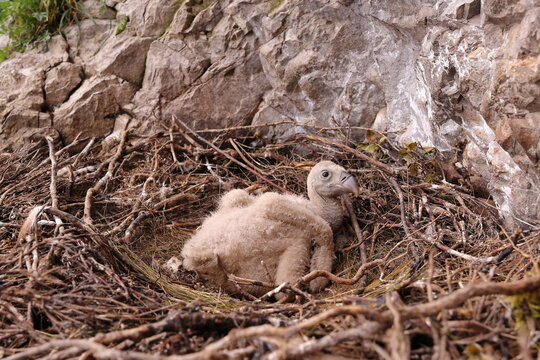 LITTLE NEWBORN VULTURE IN ITS NEST