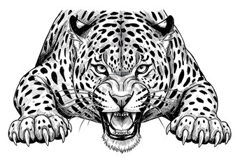 Fototapeta premium prowling jaguar vector illustration