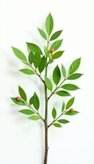 Obraz premium Isolated branches of a small shrub on a white background with a soft light effect, foliage, organic, natural