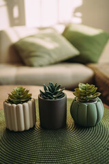 Three flower pots on a wooden table. Flower pots with succulents. Mint, white and grey pots. There is a beige sofa and green cushions in the background. The room is flooded with sunlight