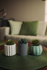 Three flower pots on a wooden table. Flower pots with succulents. Mint, white and grey pots. There is a beige sofa and green cushions in the background. The room is flooded with sunlight
