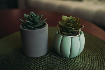 Two flower pots on a wooden table. Flower pots with succulents. Mint and grey pots. There is a sofa and pillows in the background.