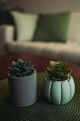 Two flower pots on a wooden table. Flower pots with succulents. Mint and grey pots. There is a sofa and pillows in the background.