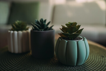 Pots of unusual shape with succulents. Pots of flowers on the coffee table in the living room