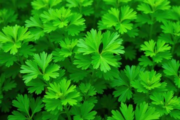 Close-up of parsley leaves forming a repeating pattern , color, fresh, natural